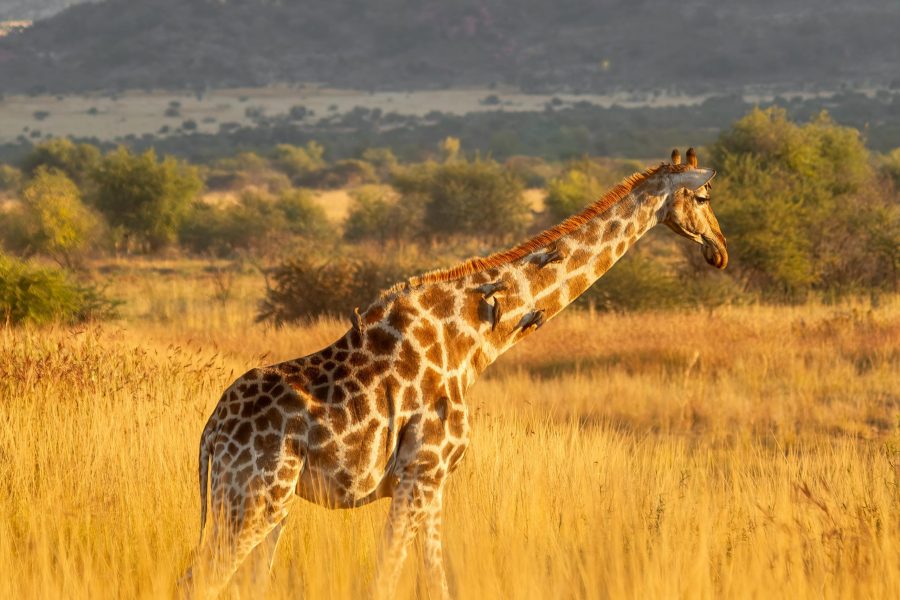 🏛️ Lisbon and Budapest for under £41, Johannesburg for £383, China for £458 and Bali for £578