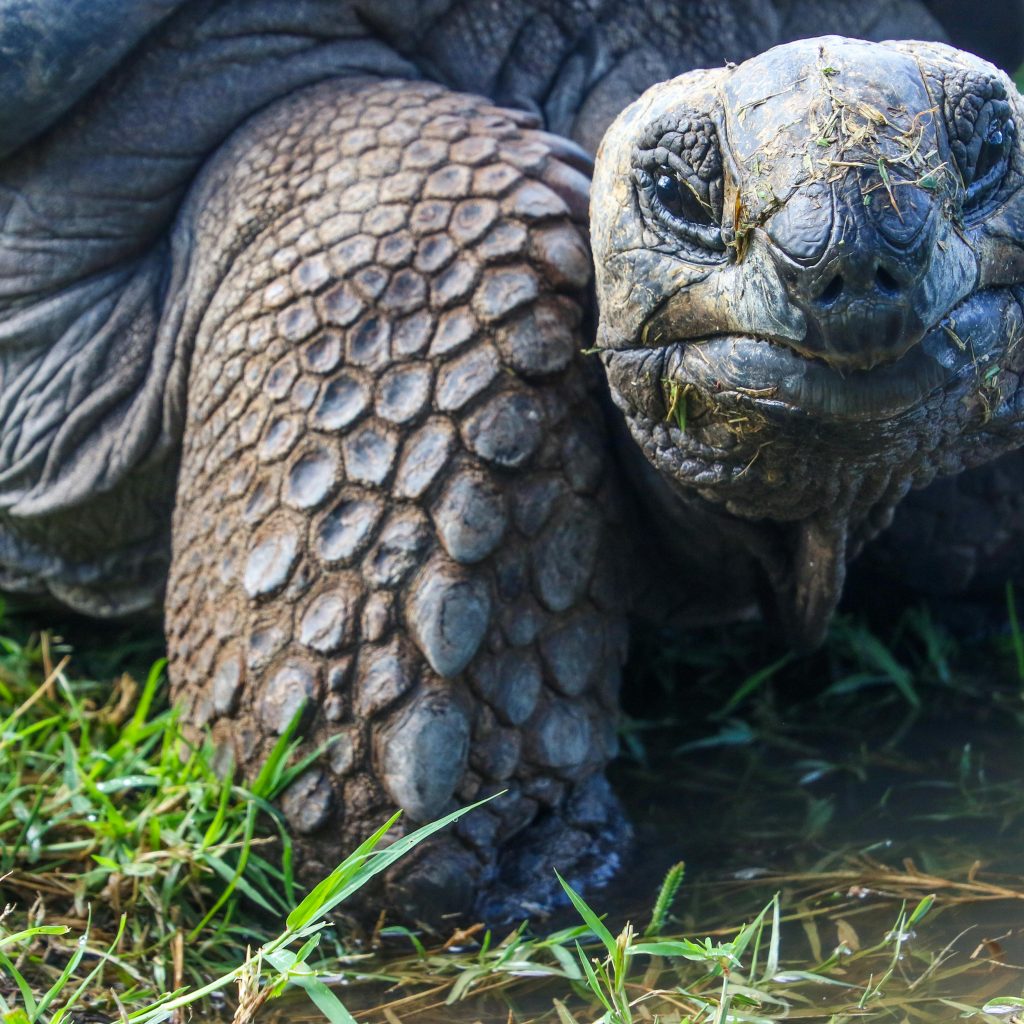 🐢 Weekend breaks around £50, Greenland for £594 and Galapagos Islands for £699!