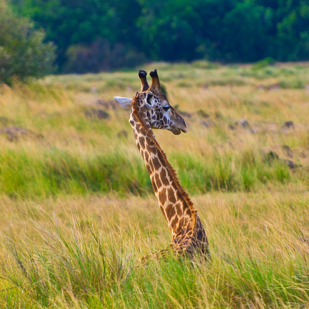 🦓 Europe under £36, India & Kenya around £400, New Zealand from £635!
